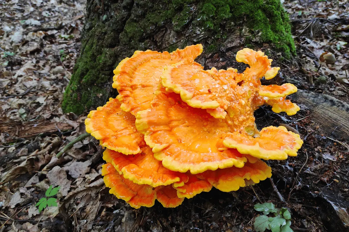 Chicken of the Woods mushrooms in a lush forest setting